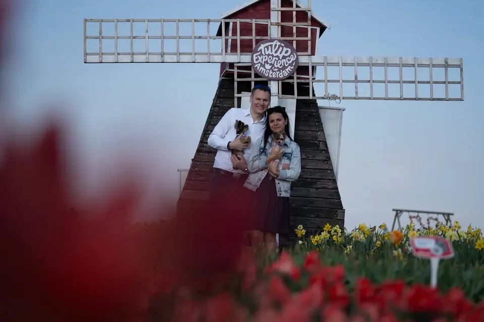 Nederlandse molen tussen de tulpen